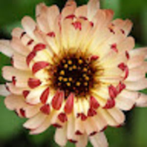 Meet your Posher, Ever